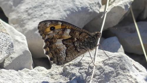 Réf. 329 655 : Hipparchia semele